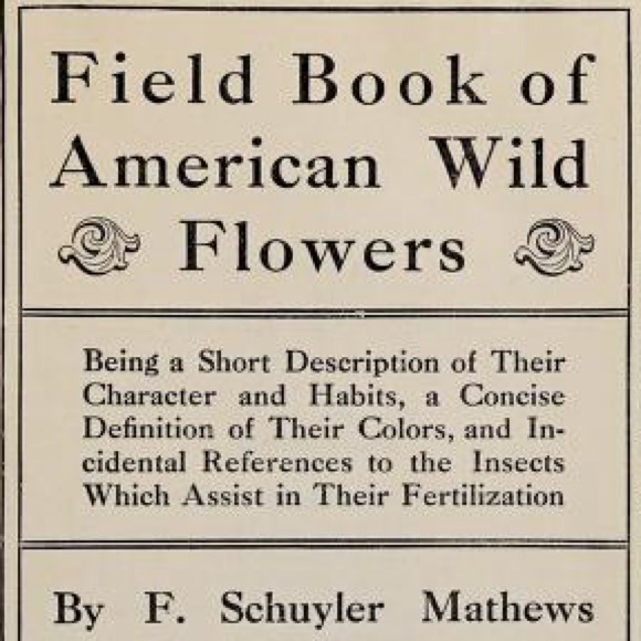 ‘Polygala pacifolia’ (Fringed Polygala) Antique Color Lithograph Print - Picture 4 of 5